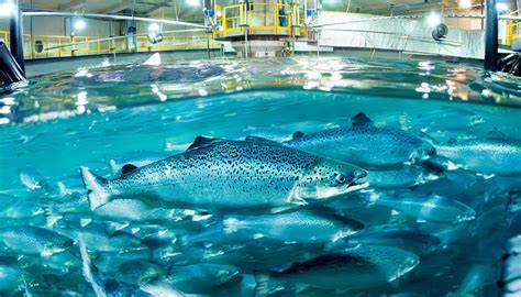 Piscifactoría de salmones