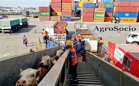 Barco de transporte de ganado en el puerto