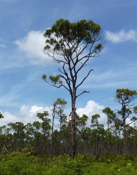 Plantación de Pinus caribaea en Prata, Brasil