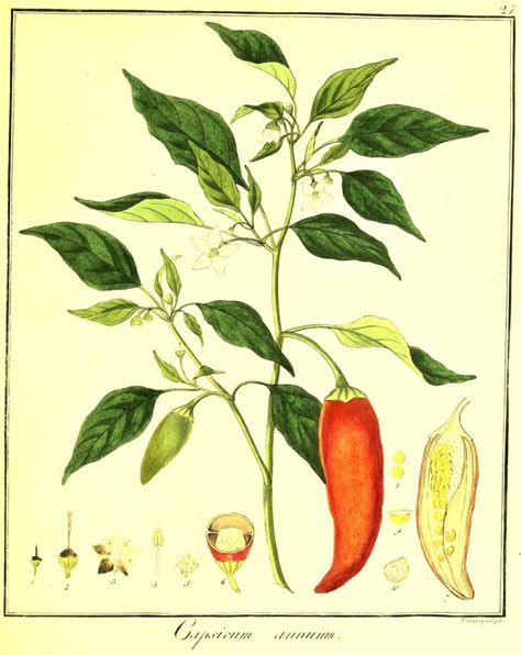 Ilustración de las diferentes variedades de Capsicum annuum