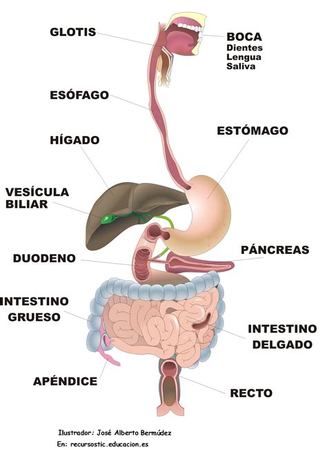 Esquema del aparato digestivo humano señalando el apéndice