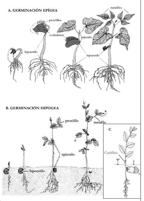 Esquema del proceso de germinación de una semilla
