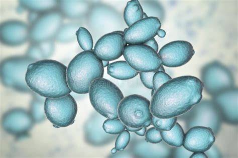 Células de levadura Saccharomyces cerevisiae al microscopio