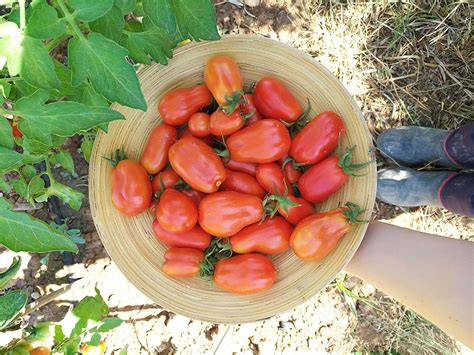 Campo de tomates San Marzano en Italia