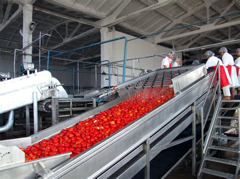 Proceso de concentración de tomate en una fábrica