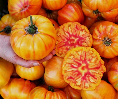 Tomate German Gold BIO