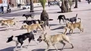 Perros callejeros en Essaouira