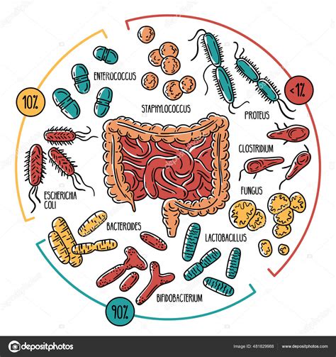Esquema del microbioma intestinal humano