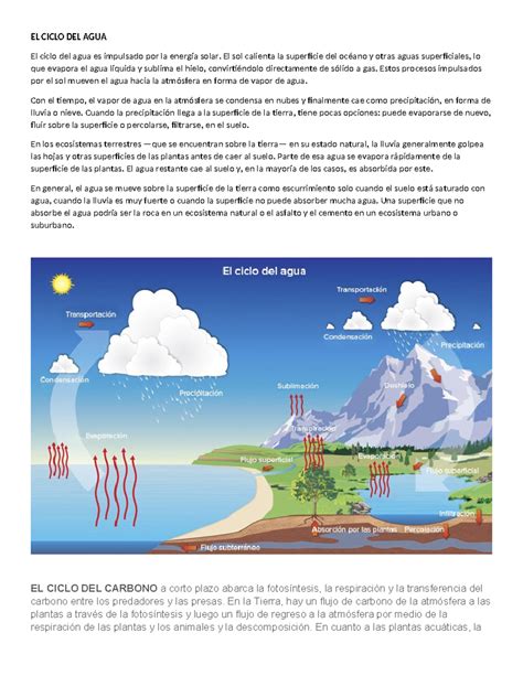 Ciclo del D-lactato y sus efectos