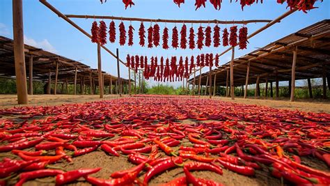 Pimientos rojos secándose para pimentón