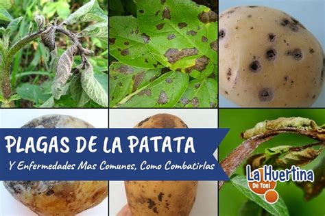 Insectos y plagas que afectan a la patata