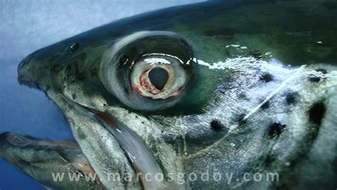 Salmón del Atlántico afectado por la Anemia Infecciosa