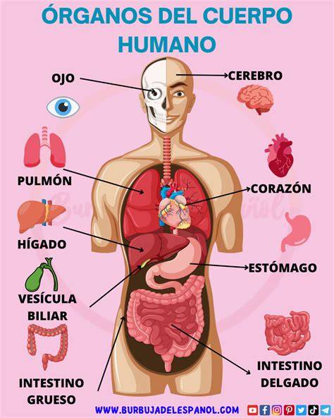 Esquema de los órganos de un salmón mostrando los efectos de la ISA