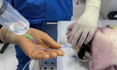 Imagen de un lavado traqueobronquial para diagnóstico de patógenos