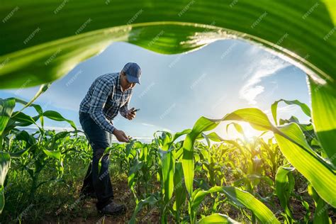 Agricultores trabajando en los campos de tomate de El Perelló