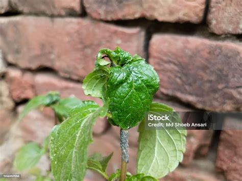 primer plano de pulgón blanco en hoja de planta