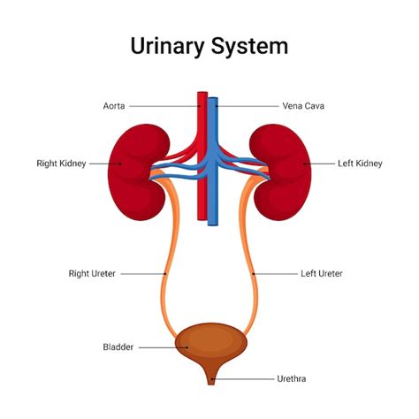 Diagrama del sistema urinario de un perro