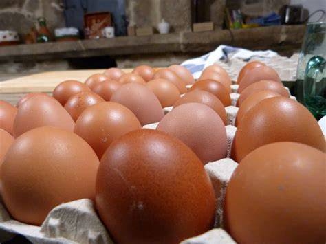 Huevos frescos