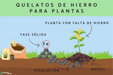 Infografía sobre métodos de aplicación de quelato de hierro