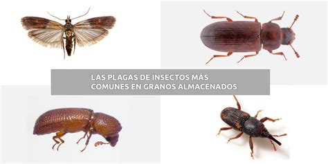 Plagas comunes en legumbres