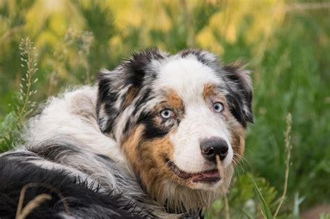 Cachorro de Pastor Australiano comiendo