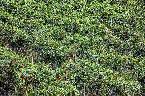 Plantación de chiles