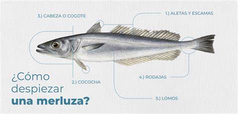 Merluza entera y sus partes