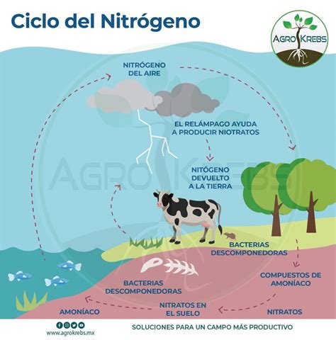 Ciclo del nitrógeno en la agricultura