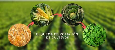 Cultivo de legumbres en rotación con cereales