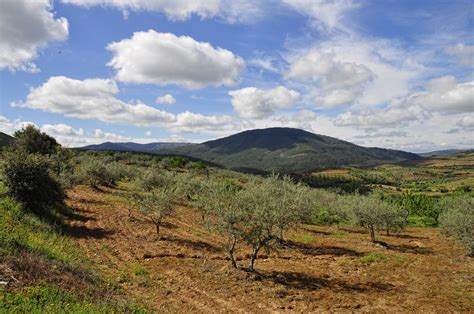 Paisaje del Valle del Ambroz con campos de olivos y cerezos
