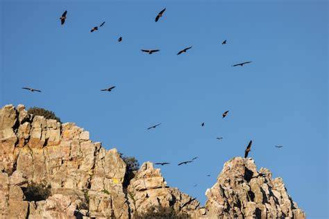 Ave rapaz sobrevolando el Parque Nacional de Monfragüe