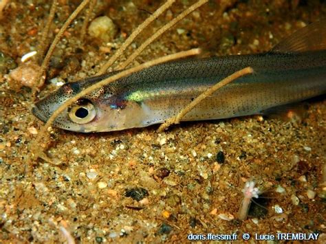 Capelán (Mallotus villosus)