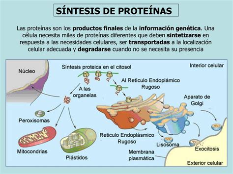 Esquema de la acción de eIF5A en la síntesis de proteínas