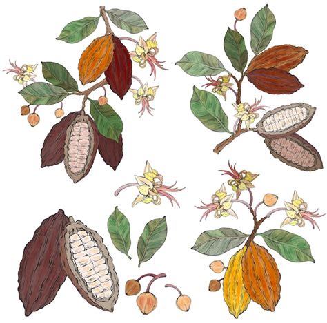 Ilustración de la planta de cacao y sus frutos