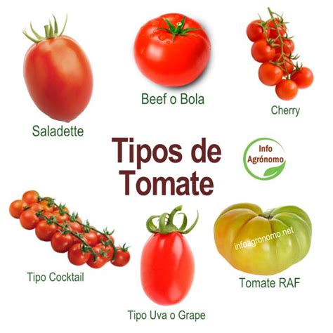 Diferentes tipos de tomate