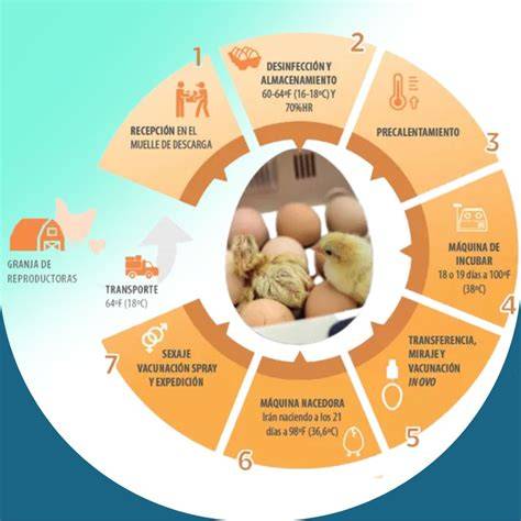 Esquema del proceso de incubación y transporte de pollitos