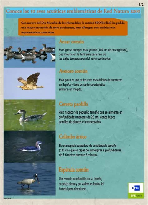 Diversidad de aves acuáticas en la Dehesa de Abajo