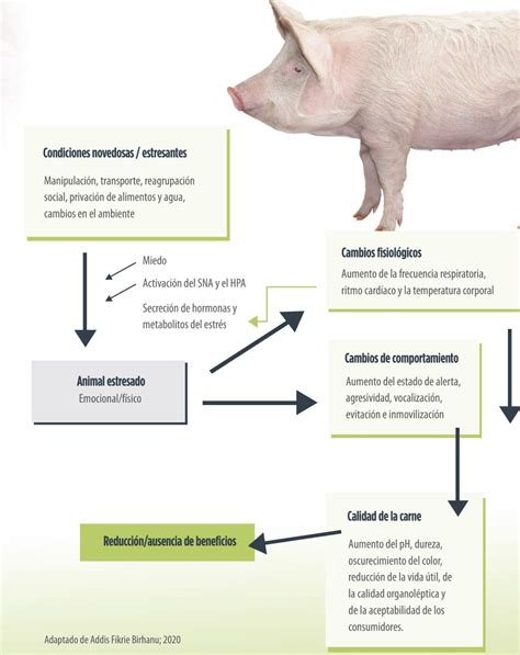 Esquema del impacto del estrés animal en la calidad de la carne