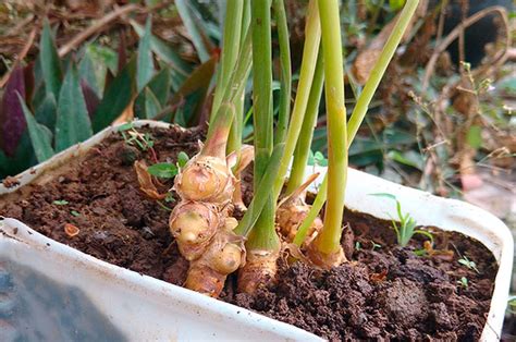 Planta de jengibre y su raíz