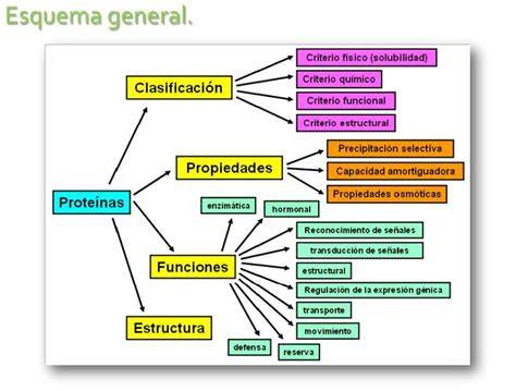 Esquema de las proteínas del gluten y los cereales que las contienen