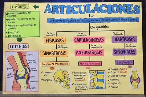 Esquema de las articulaciones del pollo para un corte limpio