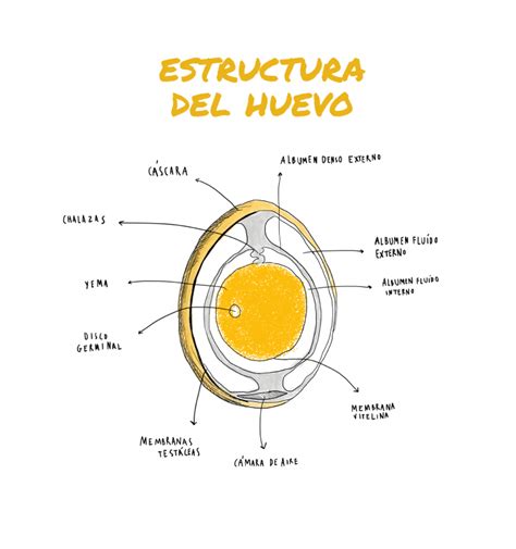 Estructura del huevo de gallina
