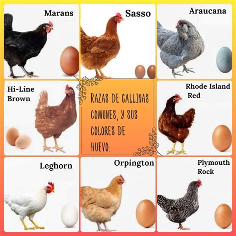 Comparativa de huevos de diferentes tipos de gallinas