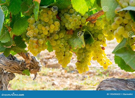 Viñedos y uvas maduras para la elaboración de vino