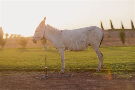 Un burro atado a una estaca en un campo vacío con un incendio forestal al fondo
