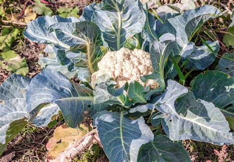 Coliflor en el campo