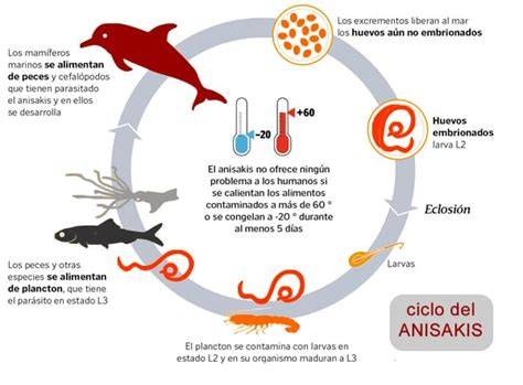 Ciclo de vida del anisakis