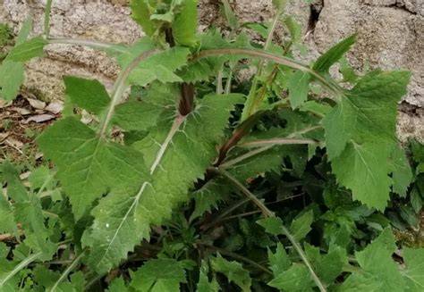 Plantas silvestres comestibles: borraja, alcaparra, cerraja tierna, achicoria, cerraja y berro de agua
