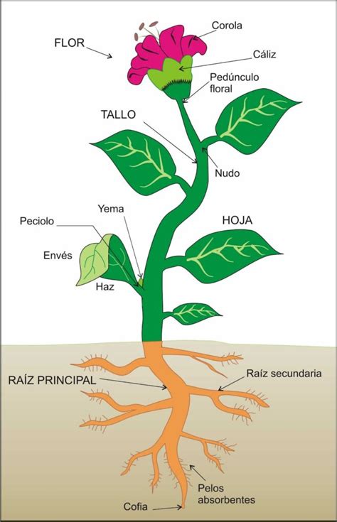 Esquema de una planta de fermentación acelerada