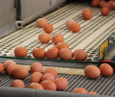 Tipos de cestas para la recolección de huevos